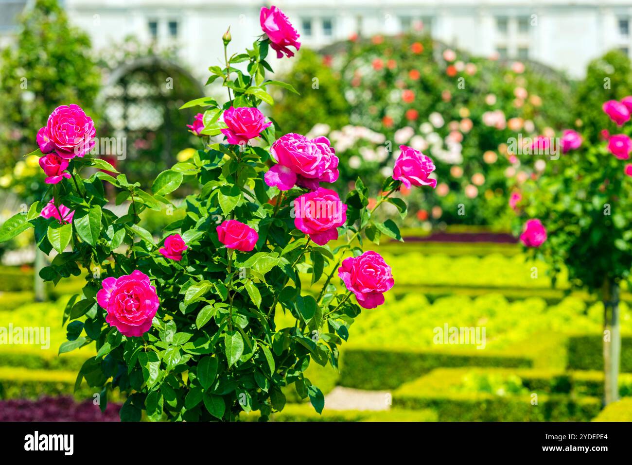 Bush von wunderschönen Rosen im Garten Stockfoto