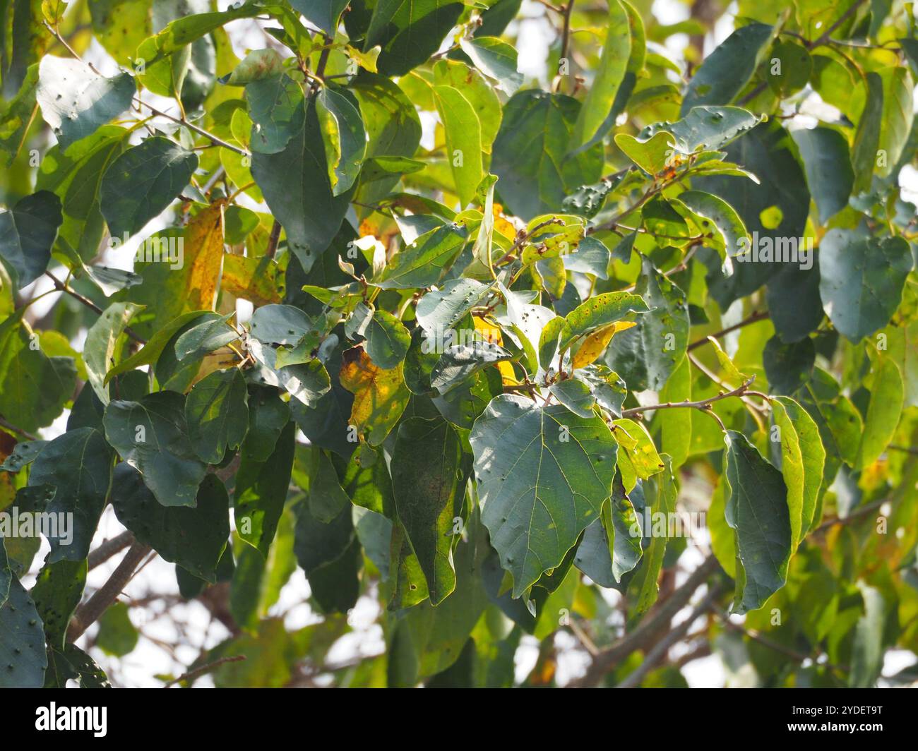 Kirschblüte (Cordia dichotom) Stockfoto