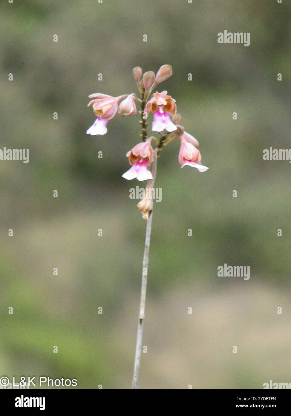 Inselpfauenorchidee (Psychilis macconnelliae) Stockfoto