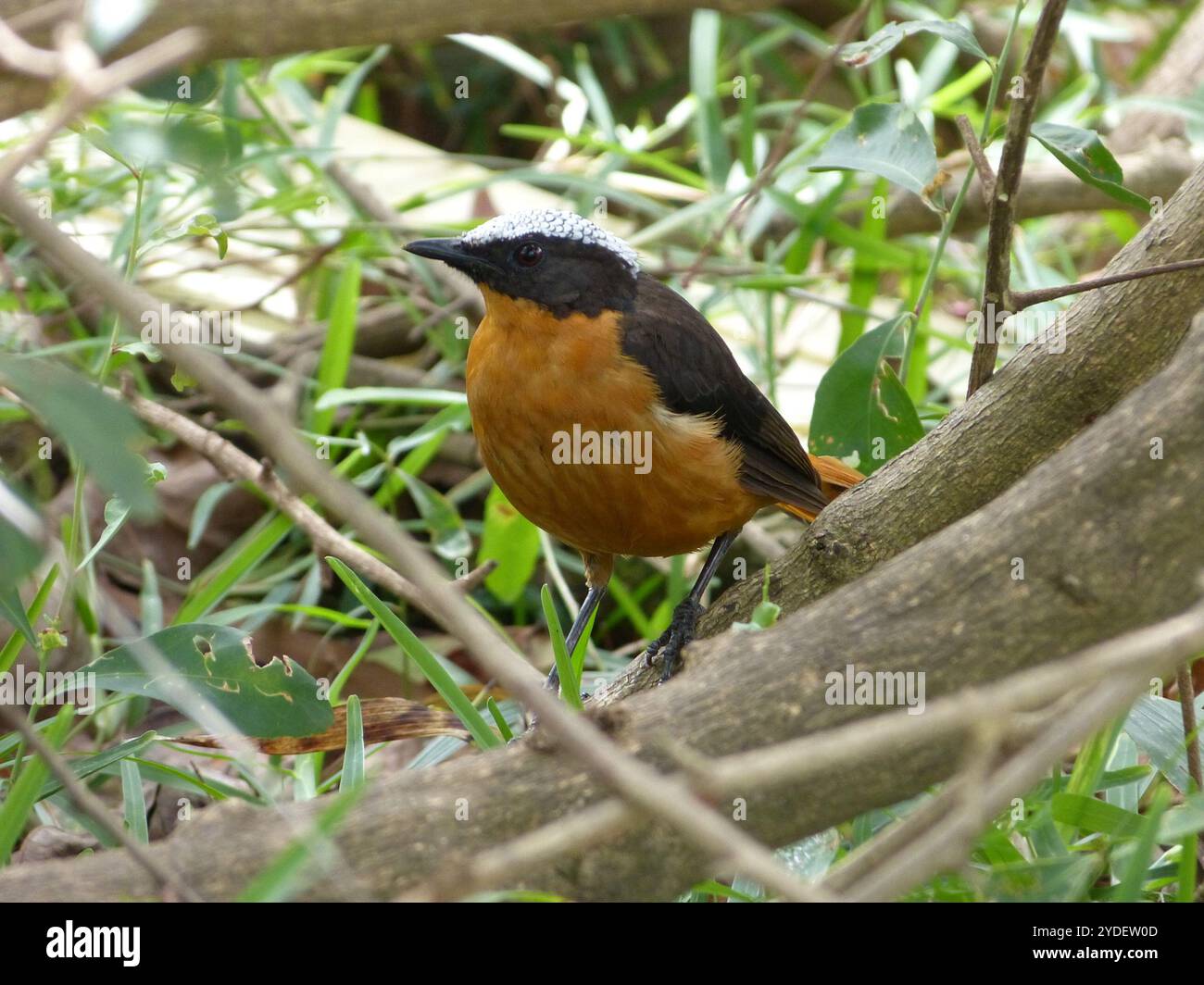 Weißkrone Robin-Chat (Cossypha albicapillus) Stockfoto