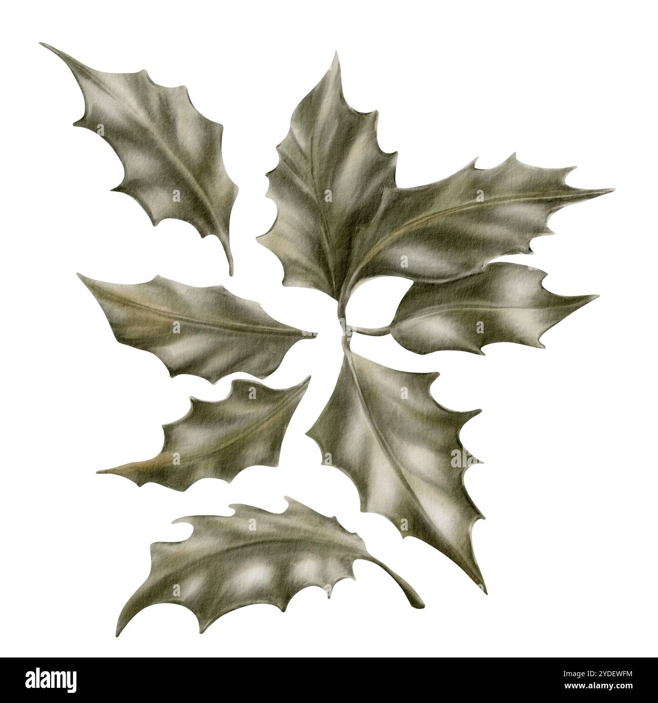 Bltter der Weihnachtspflanze stechpalme als Symbol fr Weihnachtswrme und  Gemtlichkeit. Aquarellillustration in Vintage-weichen Farben isoliert auf  wei Stockfotografie - Alamy