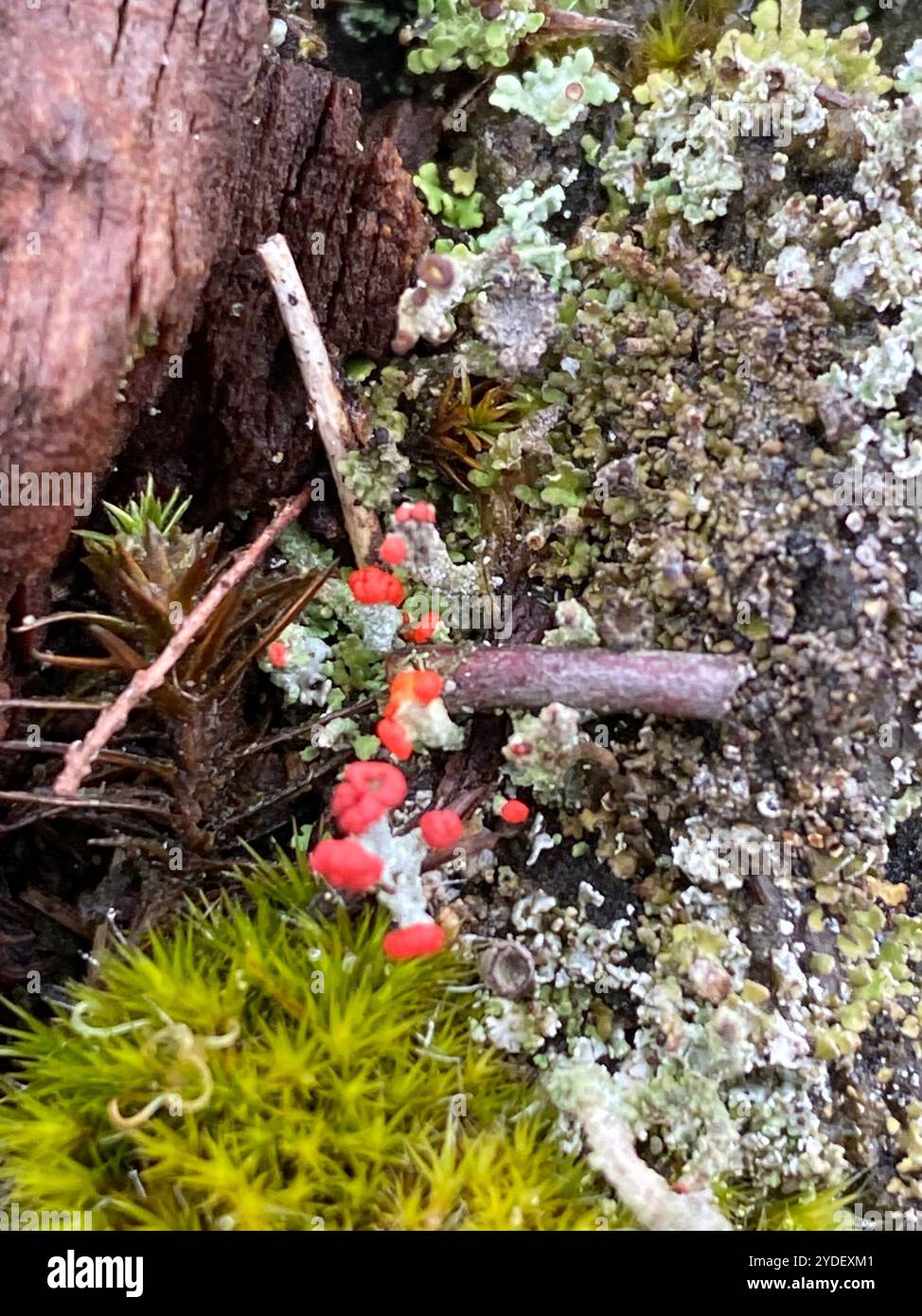 Lippenstift Powderhorn (Cladonia macilenta) Stockfoto