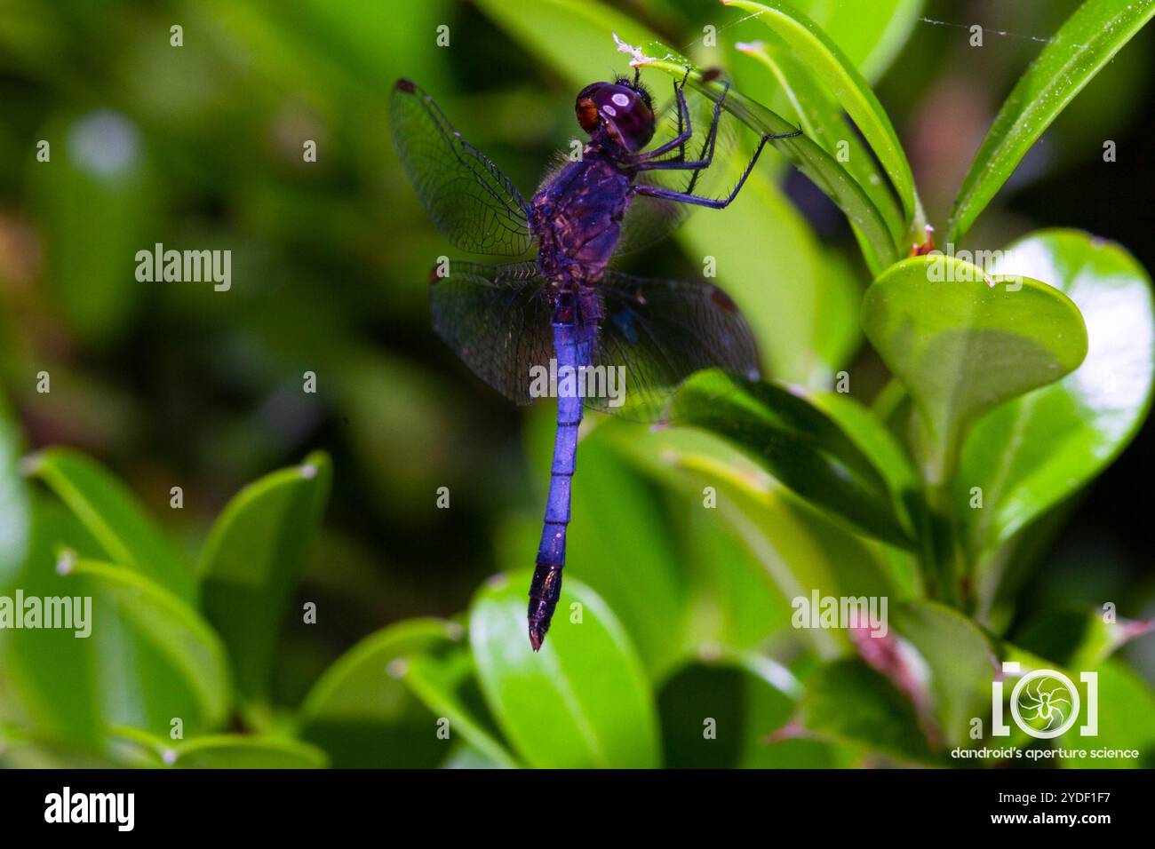 Little Blue Dragonlet (Erythrodiplax minuscula) Stockfoto
