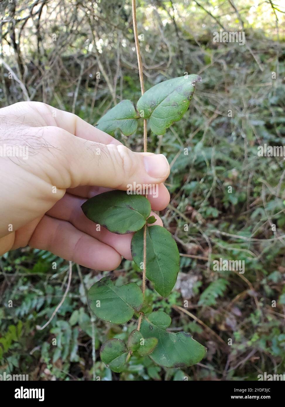 Pinke Geißblatt (Lonicera hispidula) Stockfoto