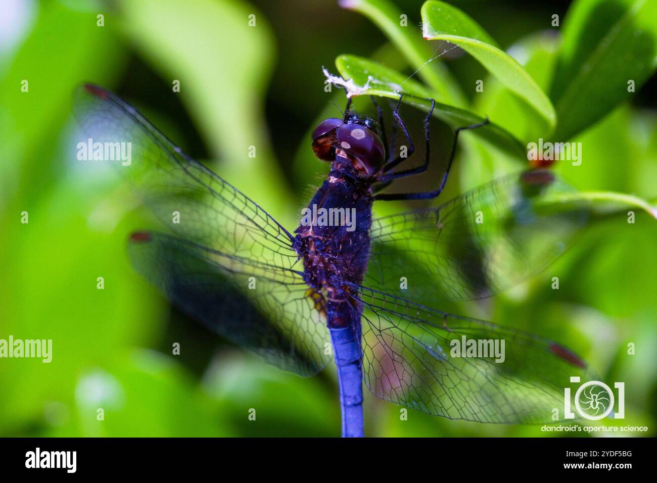 Little Blue Dragonlet (Erythrodiplax minuscula) Stockfoto