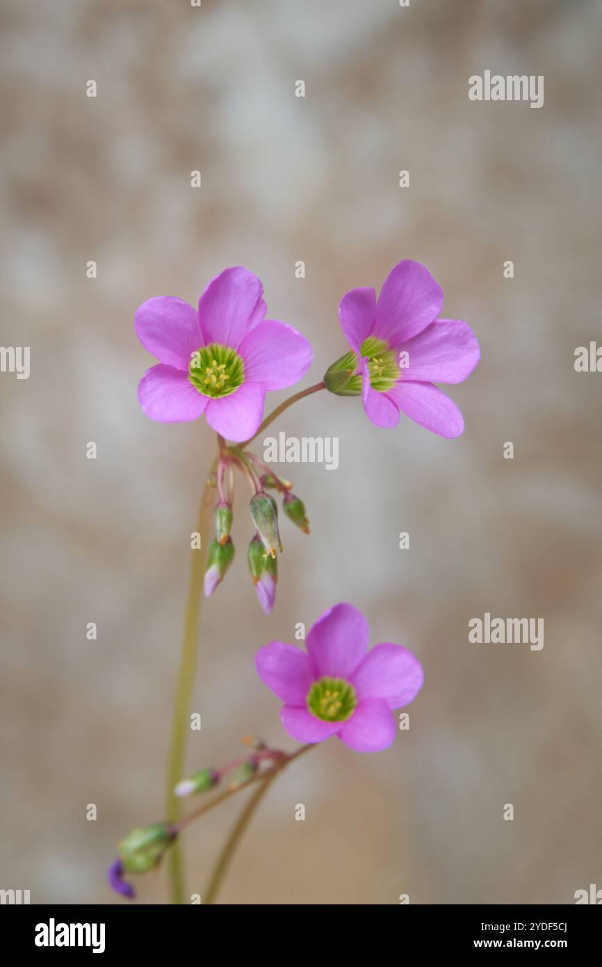 Nahaufnahme von rosafarbenem oxalis oder Sauerampfer, falschem Kleeblatt, zarten kleinen, lebendigen Blumen, weichem Fokus mit strukturiertem Hintergrund Stockfoto