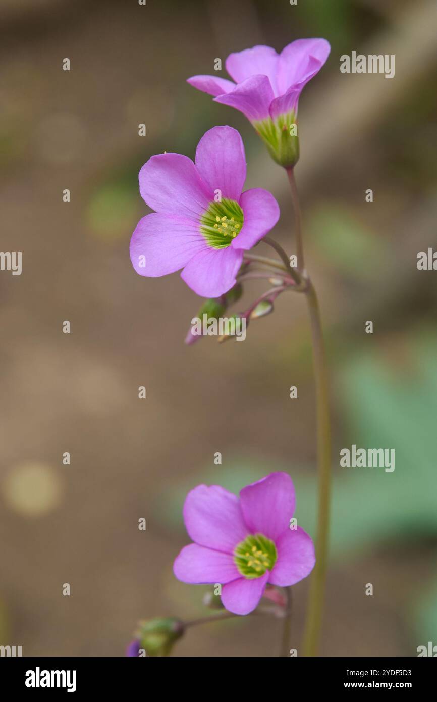 Nahaufnahme von rosafarbenem oxalis oder Sauerampfer, falschem Kleeblatt, zarten kleinen, lebendigen Blumen, weichem Fokus im unscharfen Gartenhintergrund Stockfoto