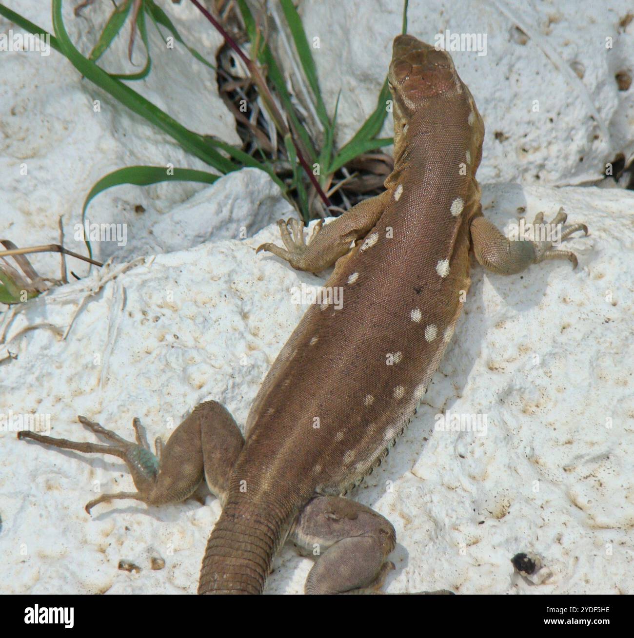 Laurent's Whiptail (Cnemidophorus murinus) Stockfoto