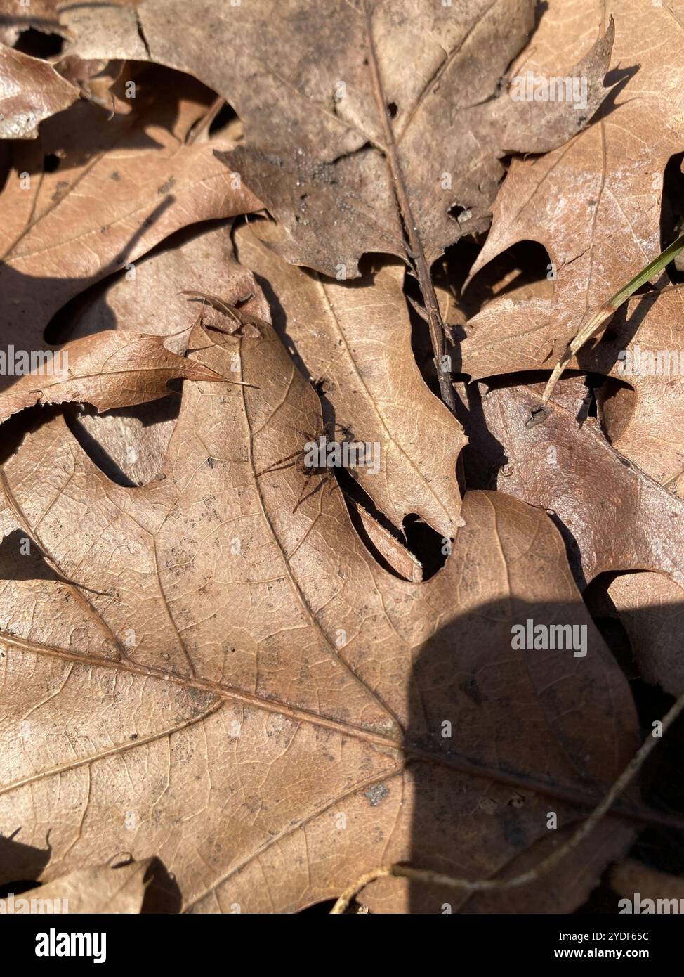 Dünnbeinige Wolfsspinnen (Pardosa) Stockfoto