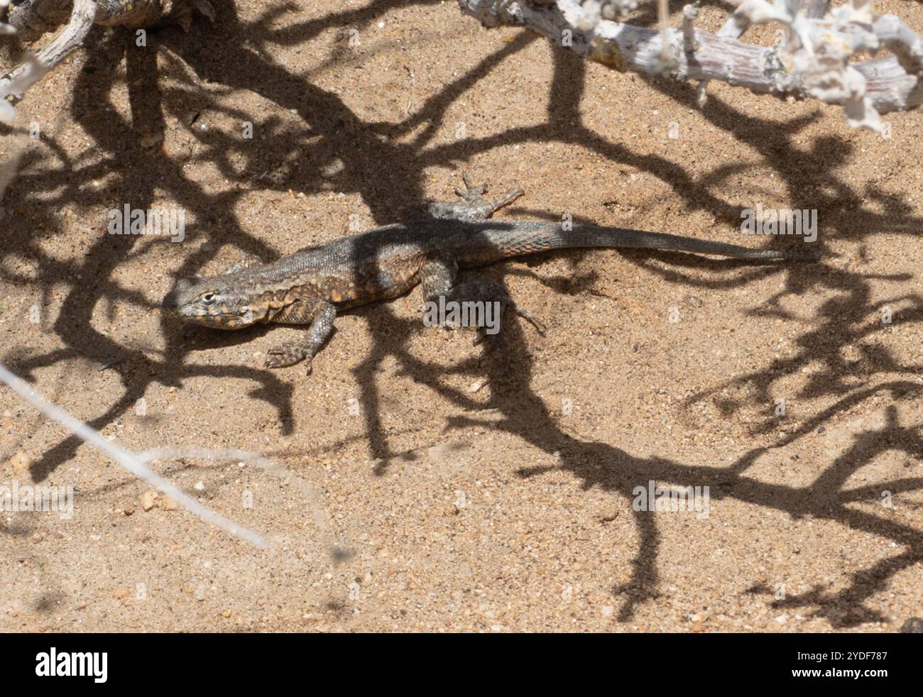 Westliche Seitenflosse (Uta stansburiana elegans) Stockfoto