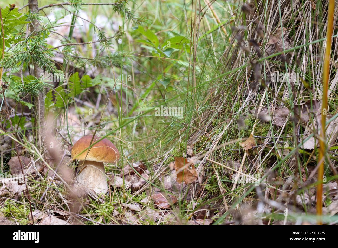 Ein einzelner Pilz wächst durch das Gras im Wald Stockfoto