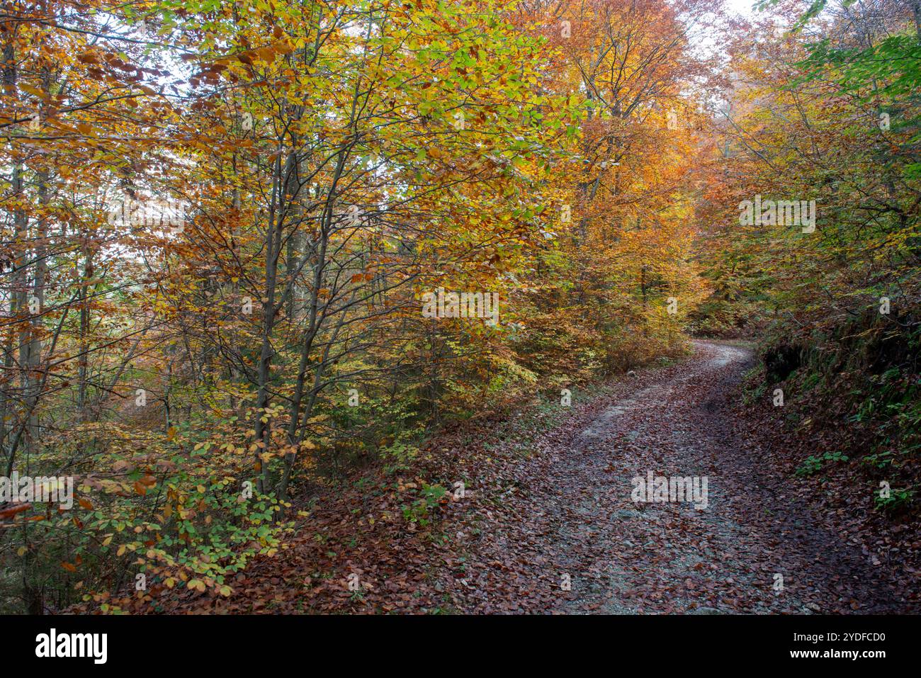 Wald mit Schotterweg im Herbst Stockfoto