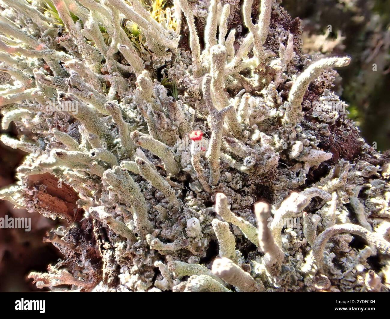Lippenstift Powderhorn (Cladonia macilenta) Stockfoto