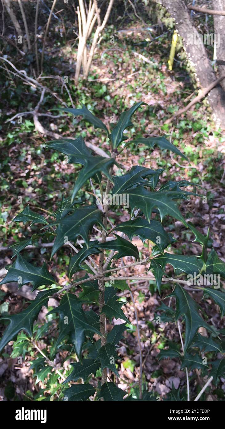 stechpalme Olive (Osmanthus heterophyllus) Stockfoto