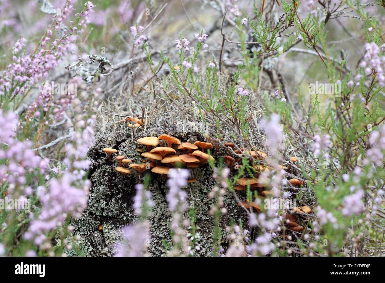 Ein Baum bedeckt mit Moos, auf dem Pilze wachsen Stockfoto