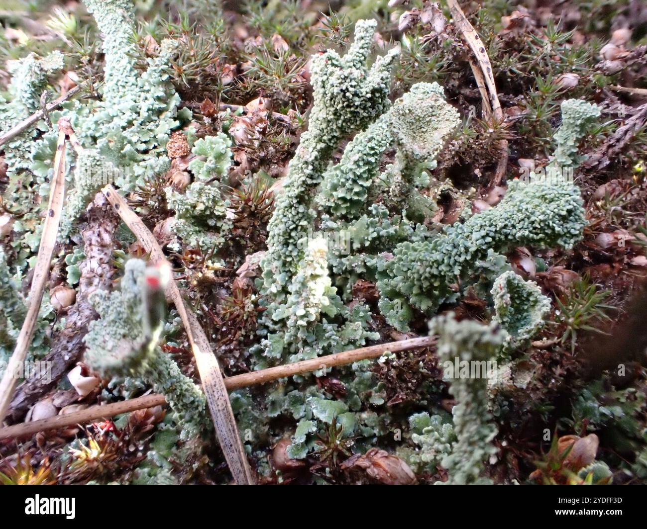 Britische Soldaten Flechten (Cladonia floerkeana) Stockfoto
