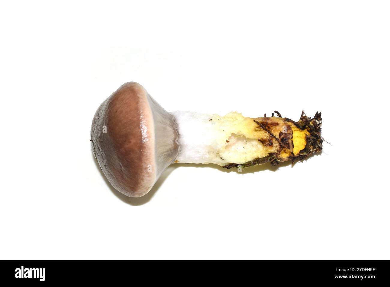 Speisepilz schleimige Stachelmütze Gomphidius glutinosus auf weißem Hintergrund Stockfoto
