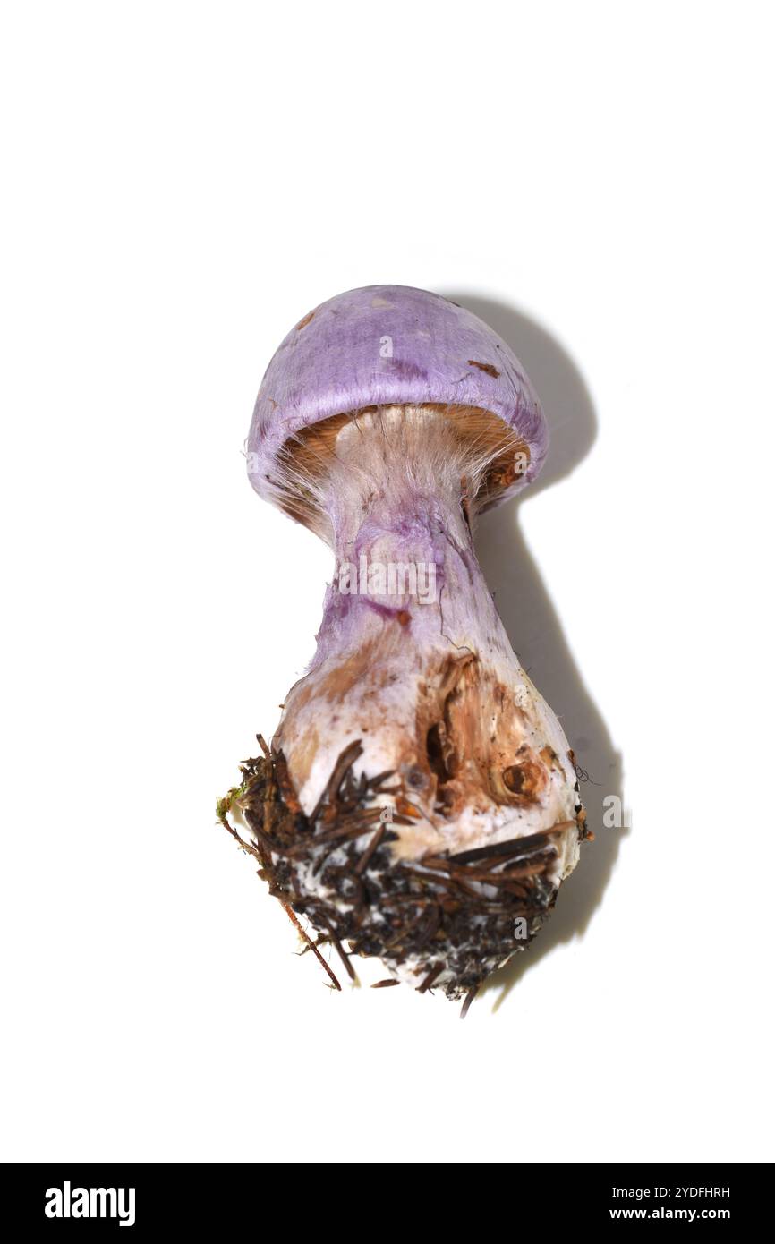 Nahaufnahme der gasförmigen Netzkappe Cortinarius traganus mit Schleier Stockfoto