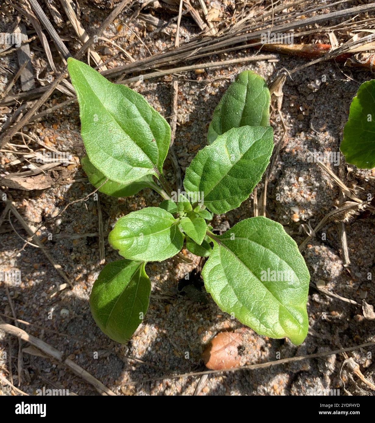Ostküste Dünen-Sonnenblumen (Helianthus debilis debilis) Stockfoto