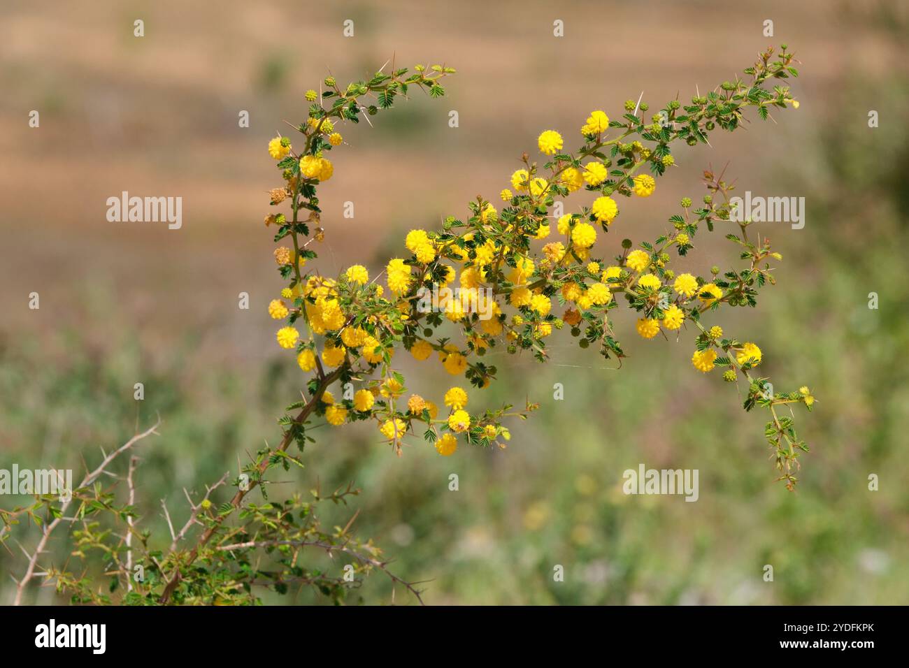 Die gelben Blüten und das stachelige Laub von Stachelmoses, Acacia pulchella, einer in Westaustralien beheimateten Flechtpflanze. Stockfoto