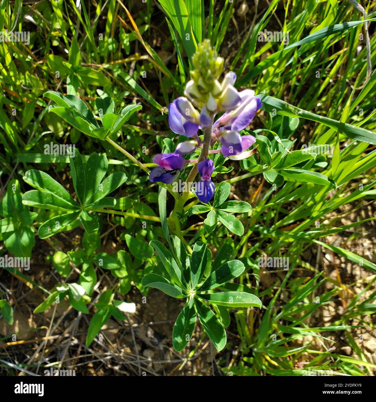 arroyo Lupine (Lupinus succulentus) Stockfoto