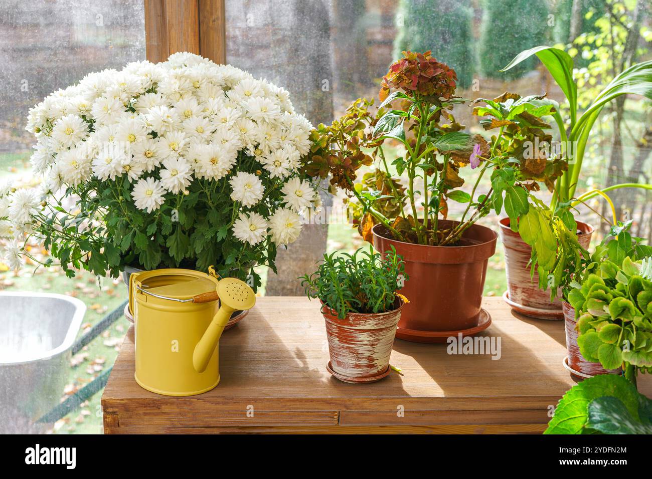 Sammlung von Blumen in Töpfen, dekorative Gießkanne auf Holzregal im Gewächshaus. Weiß blühender Chrysanthemenstrauch im Topf und grüne Pflanzen auf Gewinn Stockfoto