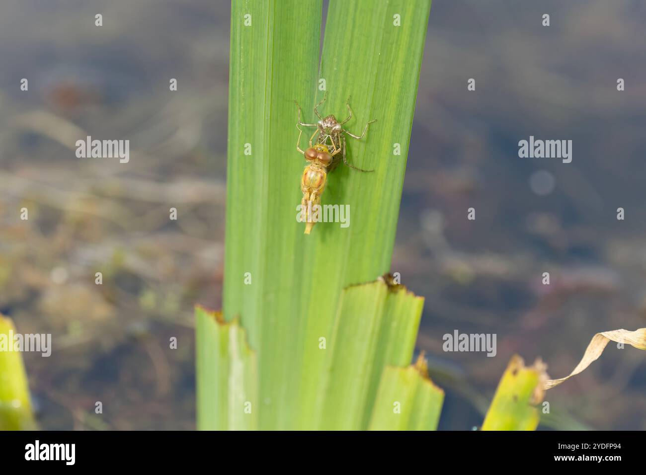 Die Libelle taucht aus ihren Larven auf Stockfoto