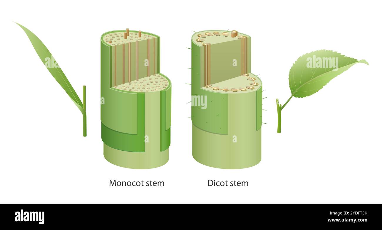 Charakteristika von Dicot und Monocot Stockfoto