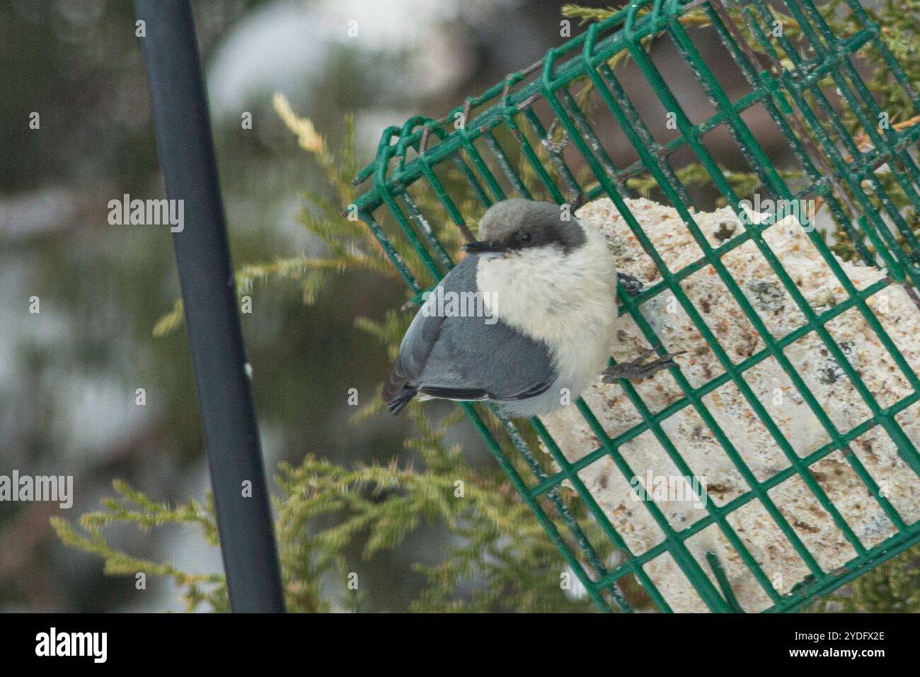 Pygmy Nuthatch (Sitta pygmaea) Stockfoto