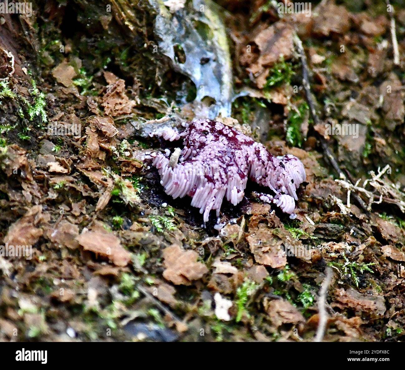 (Stemonitis fusca) Stockfoto