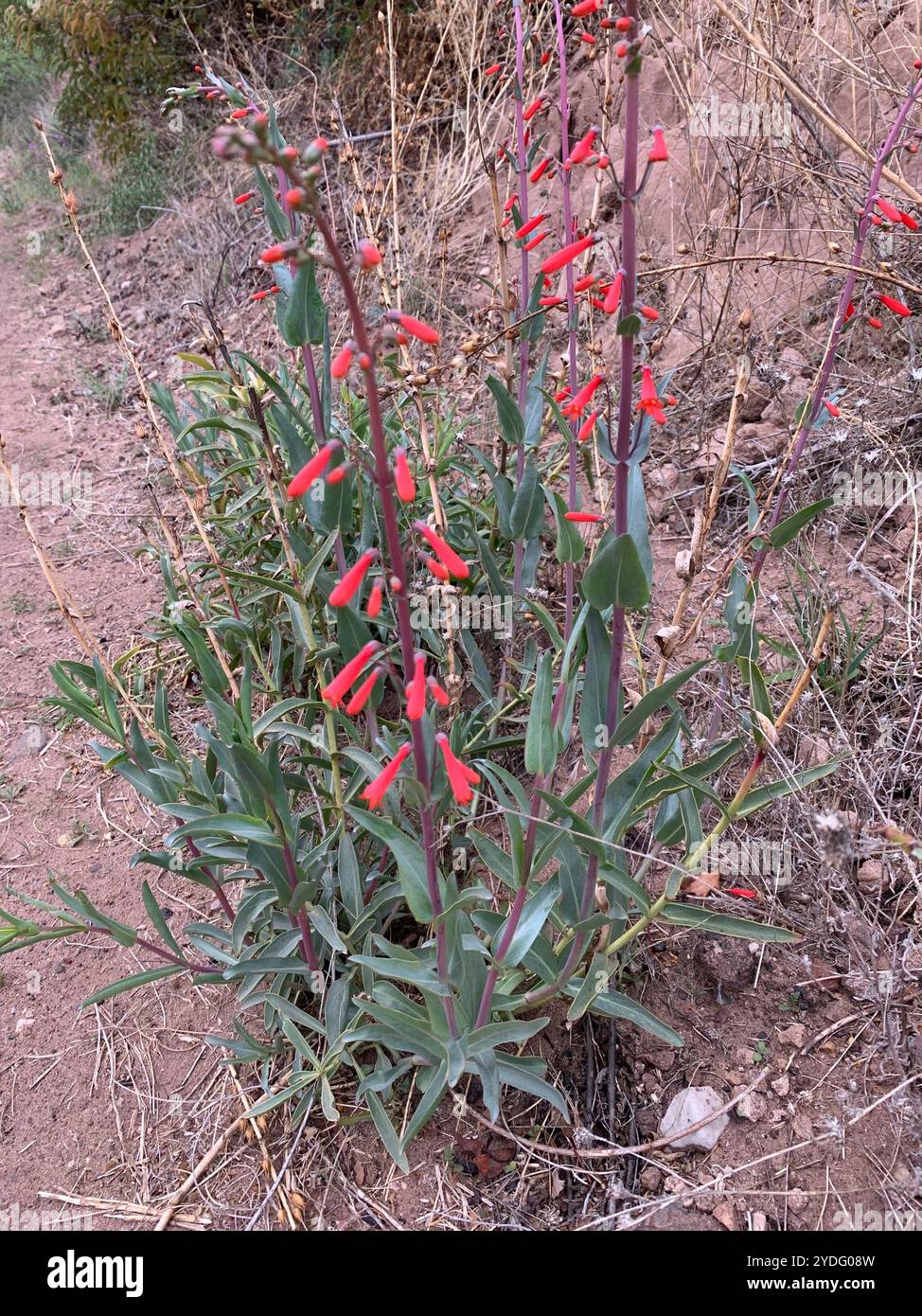 Scharlachbugler (Penstemon centranthifolius) Stockfoto