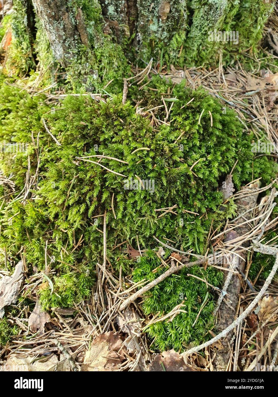 Horn Kalkmoos (Mnium hornum) Stockfoto