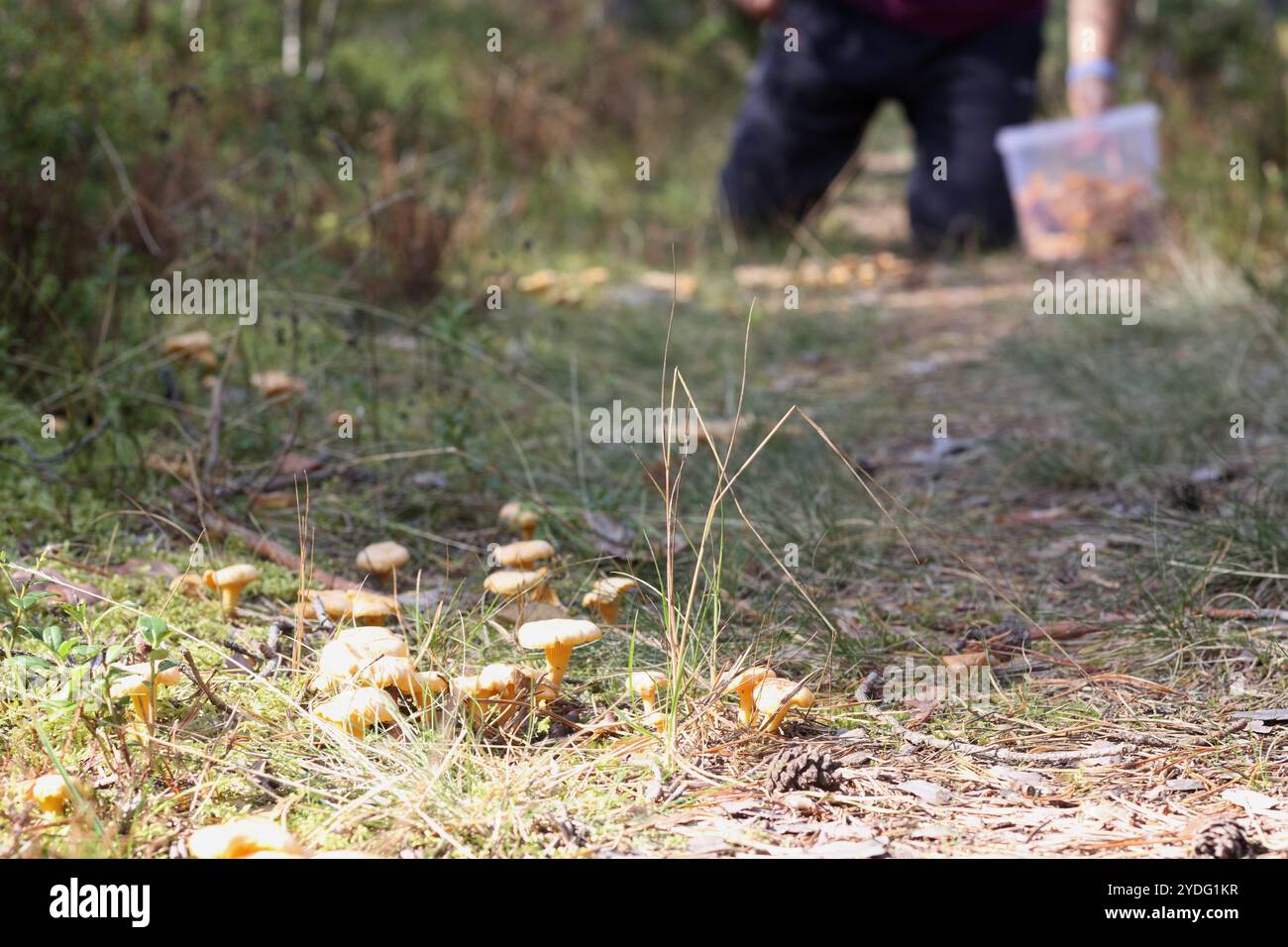Gelbe Herbstpilze auf dem Boden Stockfoto