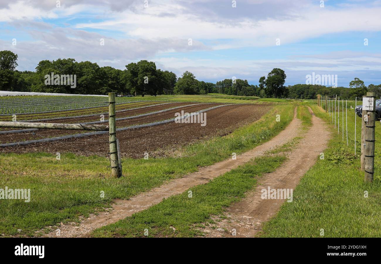 Dieser Bauernhof wird von den Trustees of Reservations in Eastern, Massachusetts, betrieben. Es ist eine der ältesten durchgehend betriebenen Farmen in Massachusetts, und Stockfoto