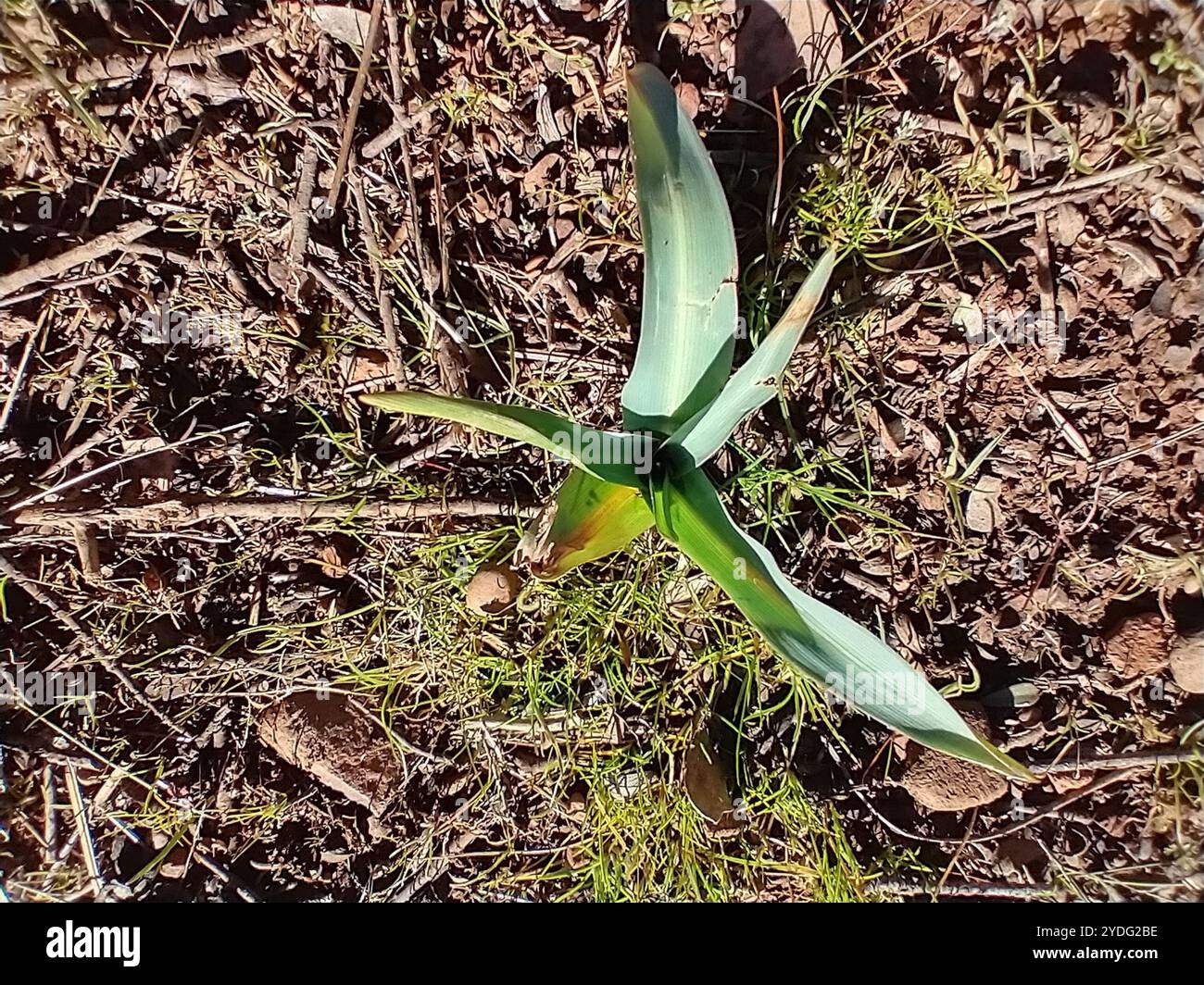 Wellige Seifenpflanze (Chlorogalum pomeridianum) Stockfoto