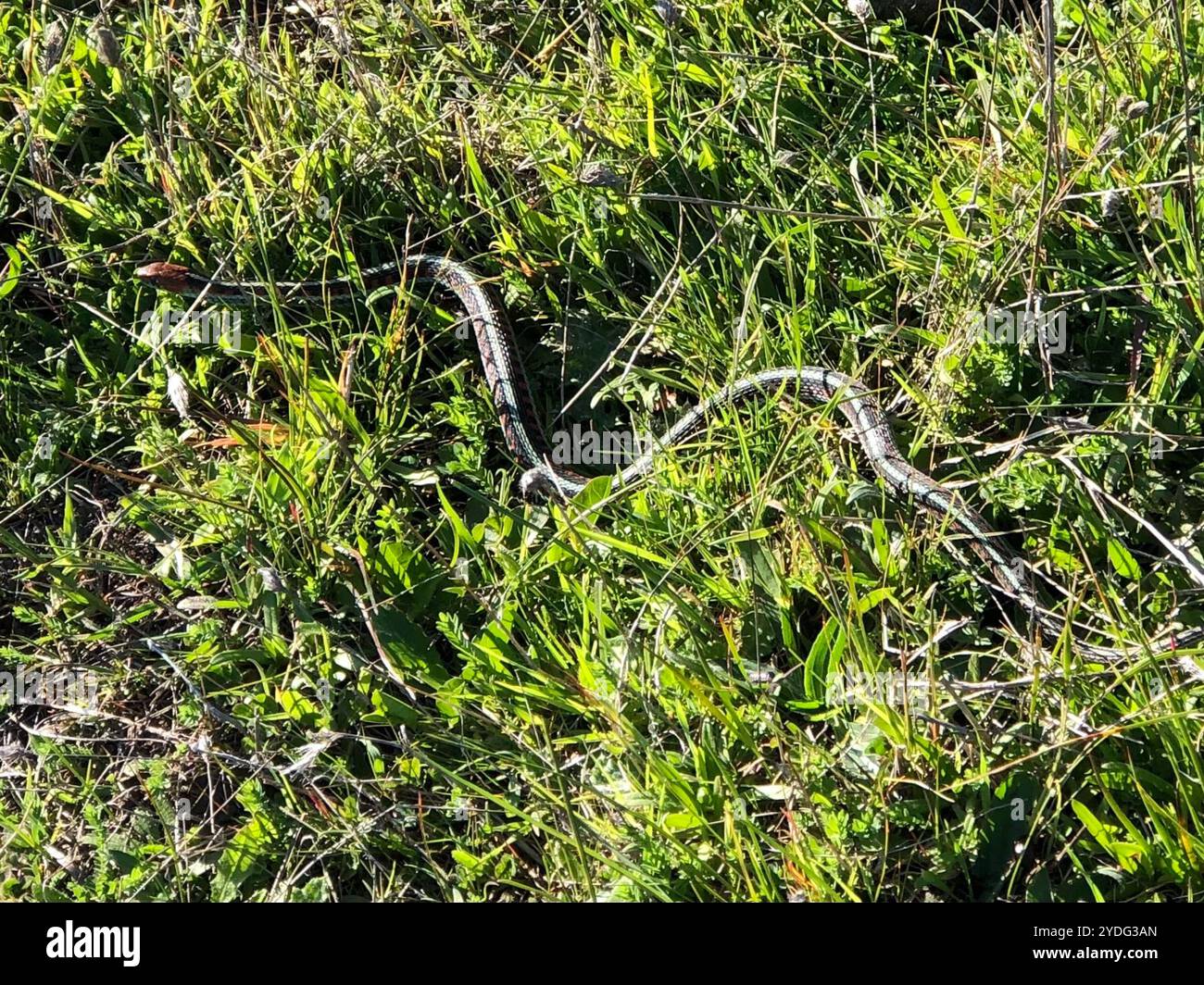 Kalifornische Rote Strumpfschlange (Thamnophis sirtalis infernalis) Stockfoto