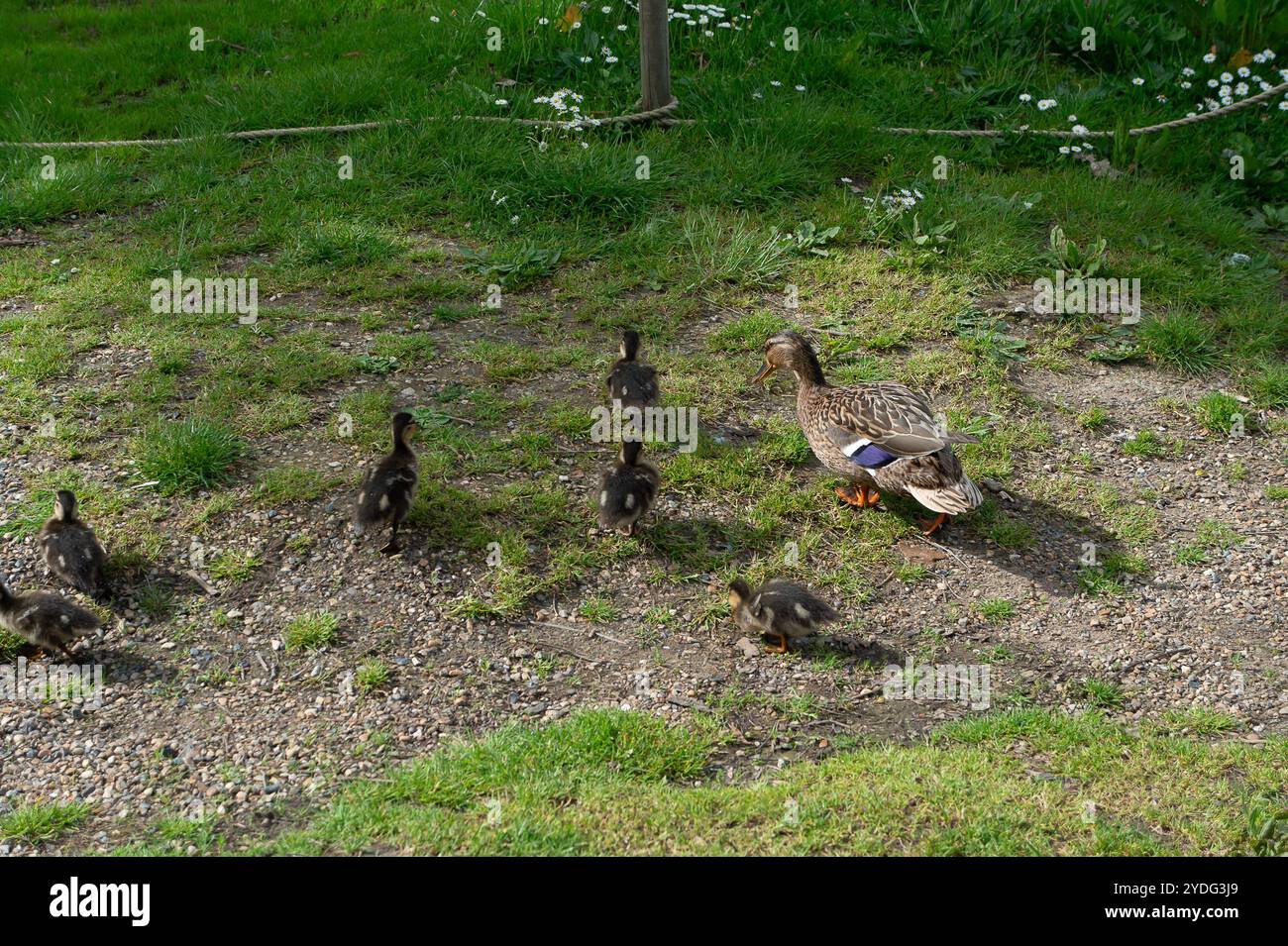 Hever, Großbritannien. Mai 2024. Eine Mutter Mallard Duck und ihre Entlein auf dem See in Hever Castle in Kent. Die Geschichte von Hever Castle erstreckt sich über mehr als 600 Jahre und ist reich und vielfältig. Die ursprüngliche mittelalterliche Wehrburg mit ihrem Torhaus und der ummauerten Vorburg wurde 1383 erbaut. Im 15. Und 16. Jahrhundert war es die Heimat einer der mächtigsten Familien des Landes, der Boleyns, die die bestehende Wohnung innerhalb der Mauern modernisierten. Kredit: Maureen McLean/Alamy Stockfoto