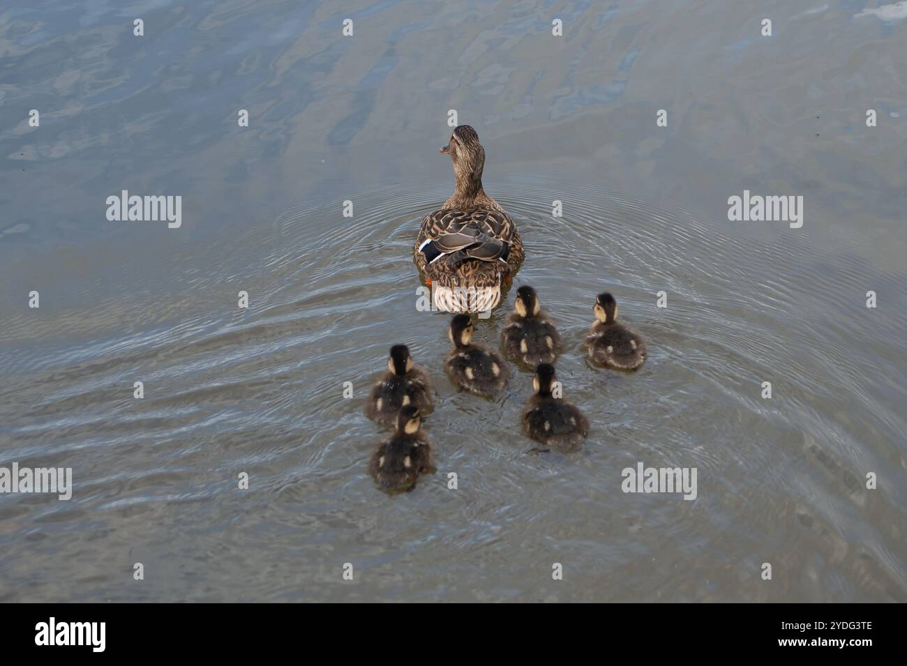 Hever, Großbritannien. Mai 2024. Eine Mutter Mallard Duck und ihre Entlein auf dem See in Hever Castle in Kent. Die Geschichte von Hever Castle erstreckt sich über mehr als 600 Jahre und ist reich und vielfältig. Die ursprüngliche mittelalterliche Wehrburg mit ihrem Torhaus und der ummauerten Vorburg wurde 1383 erbaut. Im 15. Und 16. Jahrhundert war es die Heimat einer der mächtigsten Familien des Landes, der Boleyns, die die bestehende Wohnung innerhalb der Mauern modernisierten. Kredit: Maureen McLean/Alamy Stockfoto