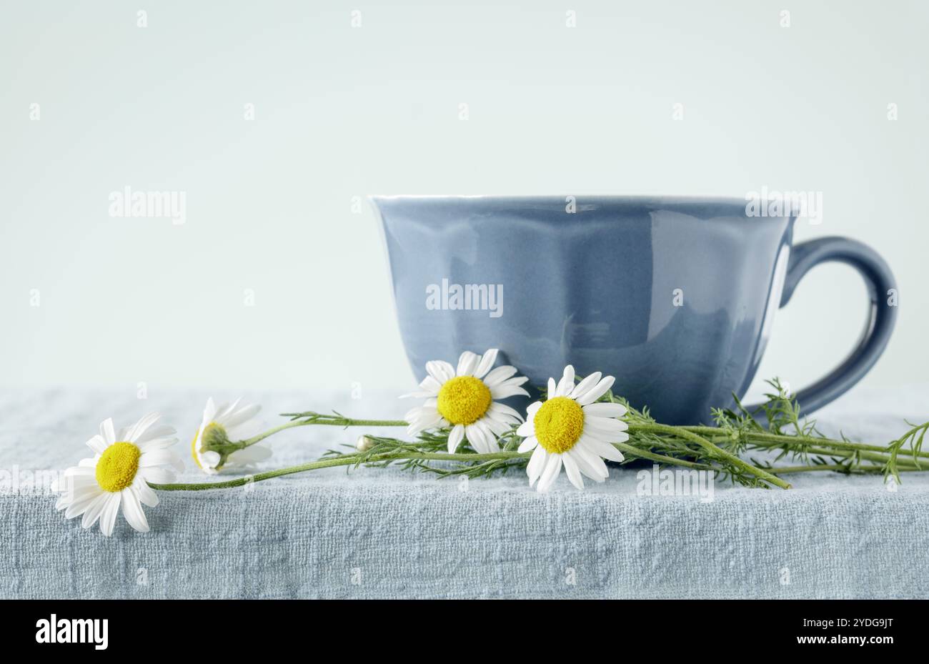 Nahaufnahme einer blauen Tasse und Untertasse mit frischen Kamillenblüten Stockfoto