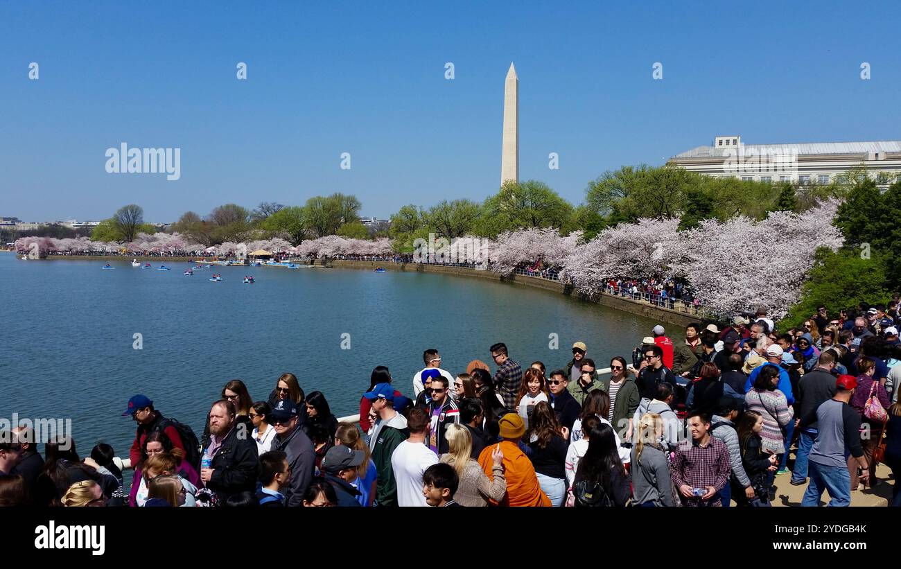Touristen bevölkern das Tidal Basin während des jährlichen National Cherry Blossom Festival in Washington, D.C. Stockfoto