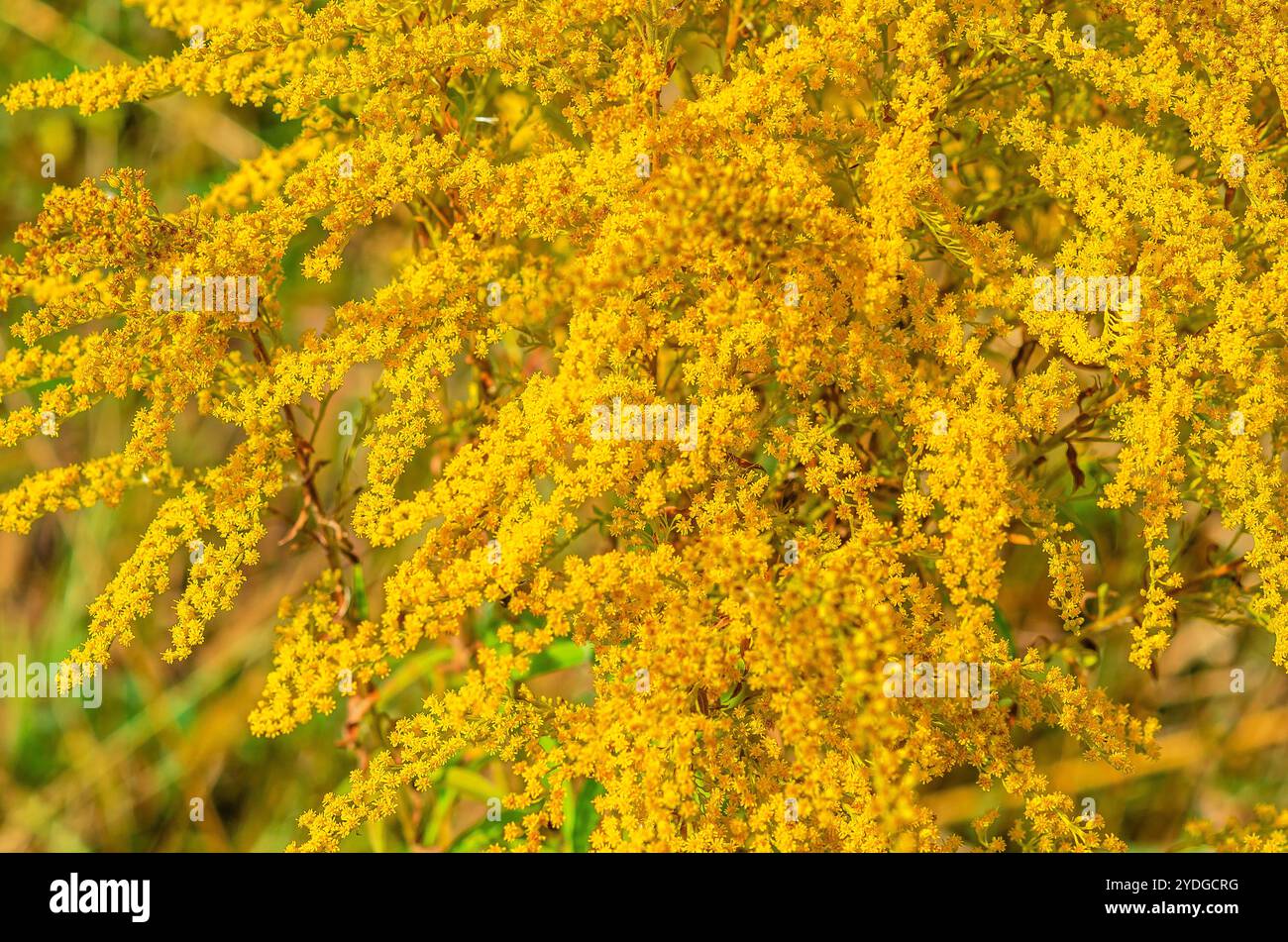 Solidago canadensis, gelbe Blütenstände, kanadische Goldrute, kanadische Goldrute blühende Kulisse Stockfoto