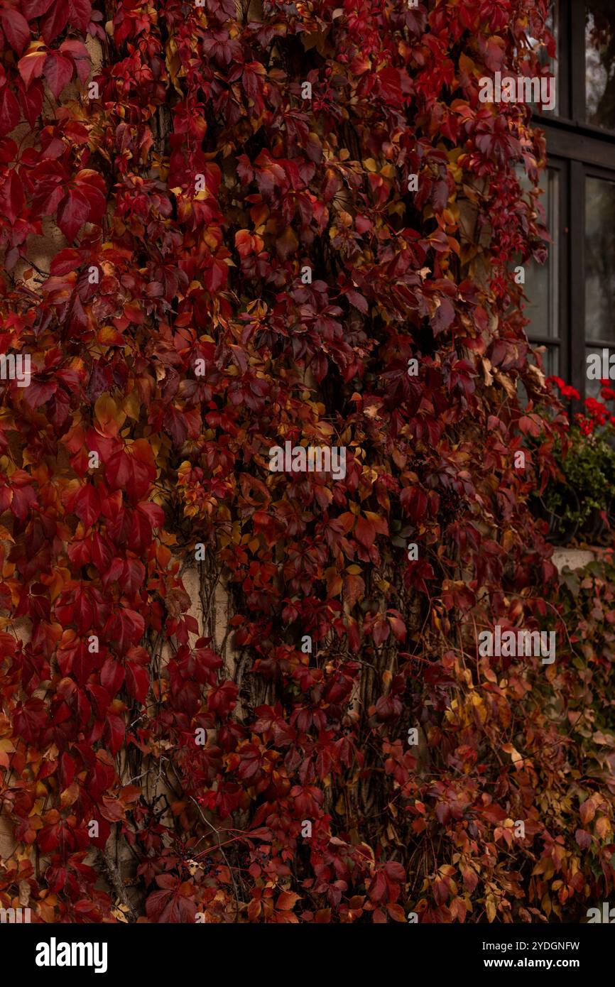 Die Wand eines Gebäudes mit wilden Trauben. Rote Blätter von wilden Trauben. Herbst Natur. Hochwertige Fotos Stockfoto