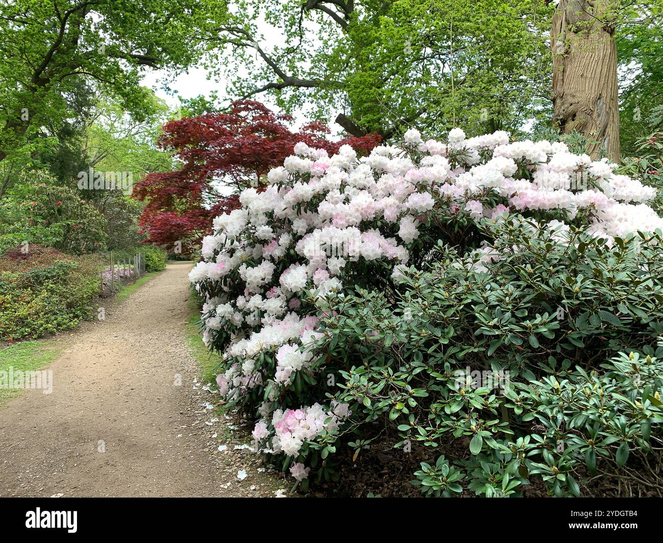 Virginia Water, Surrey, Großbritannien. April 2024. Eine wunderschöne Ausstellung von Azaleen, Rhododendron und Blumen im Punch Bowl in den Valley Gardens, Teil des Windsor Great Park. Kredit: Maureen McLean/Alamy Stockfoto