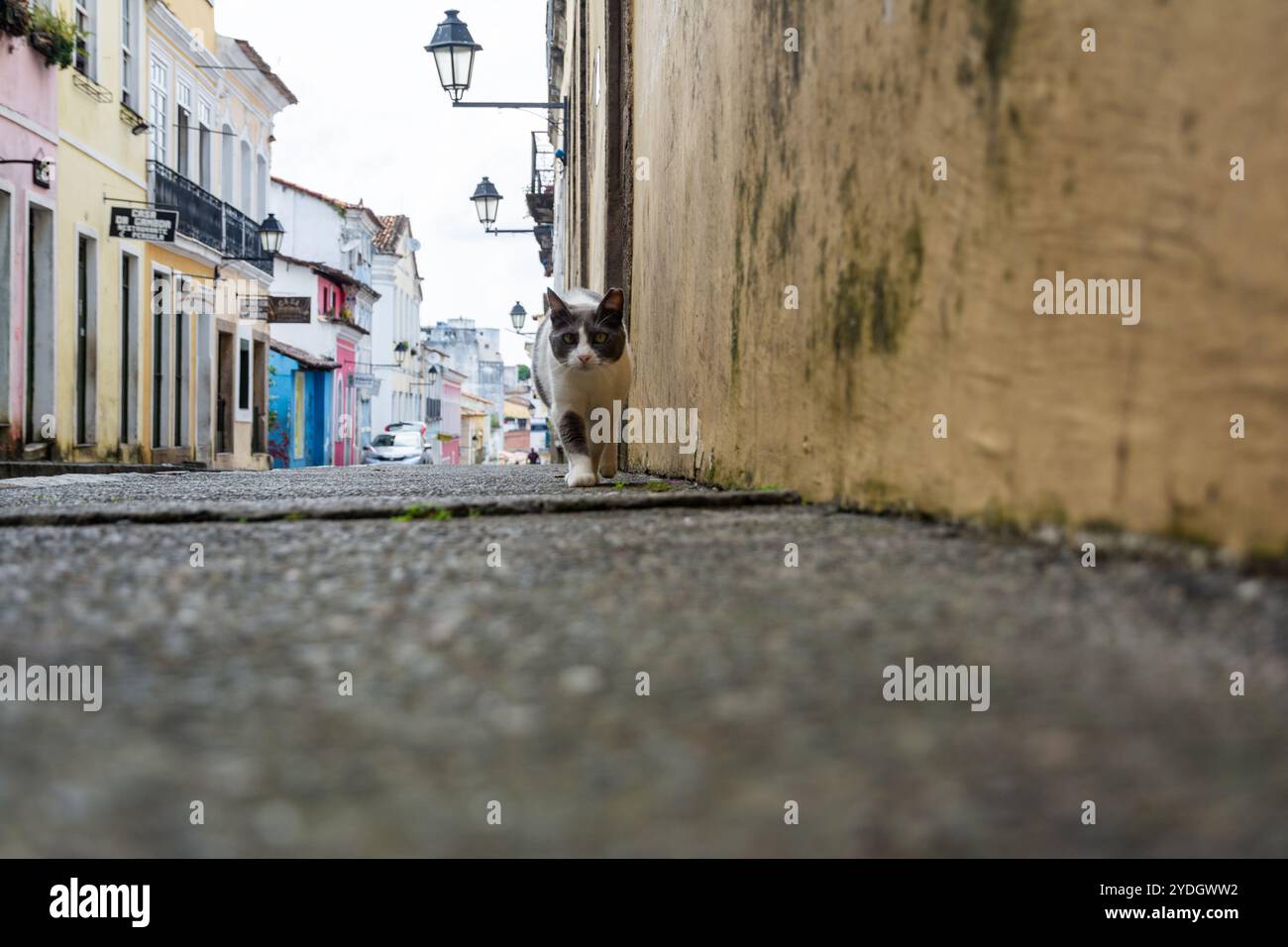 Salvador, Bahia, Brasilien - 12. Oktober 2024: Straßenblick auf Pelourinho im historischen Zentrum der Stadt Salvador, Bahia. Stockfoto