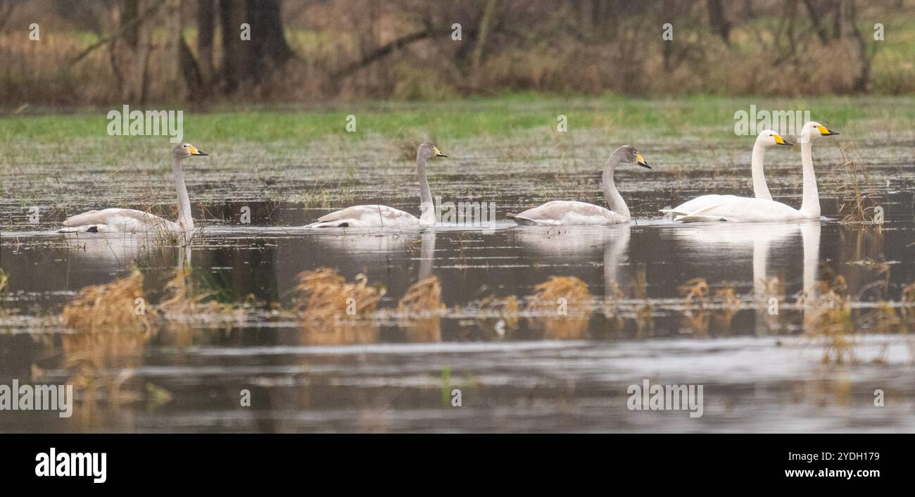 Überwinterungsfamilie der Whooper-Schwäne (Cygnus cygnus) in stilem Wasser. Deutschland. Stockfoto