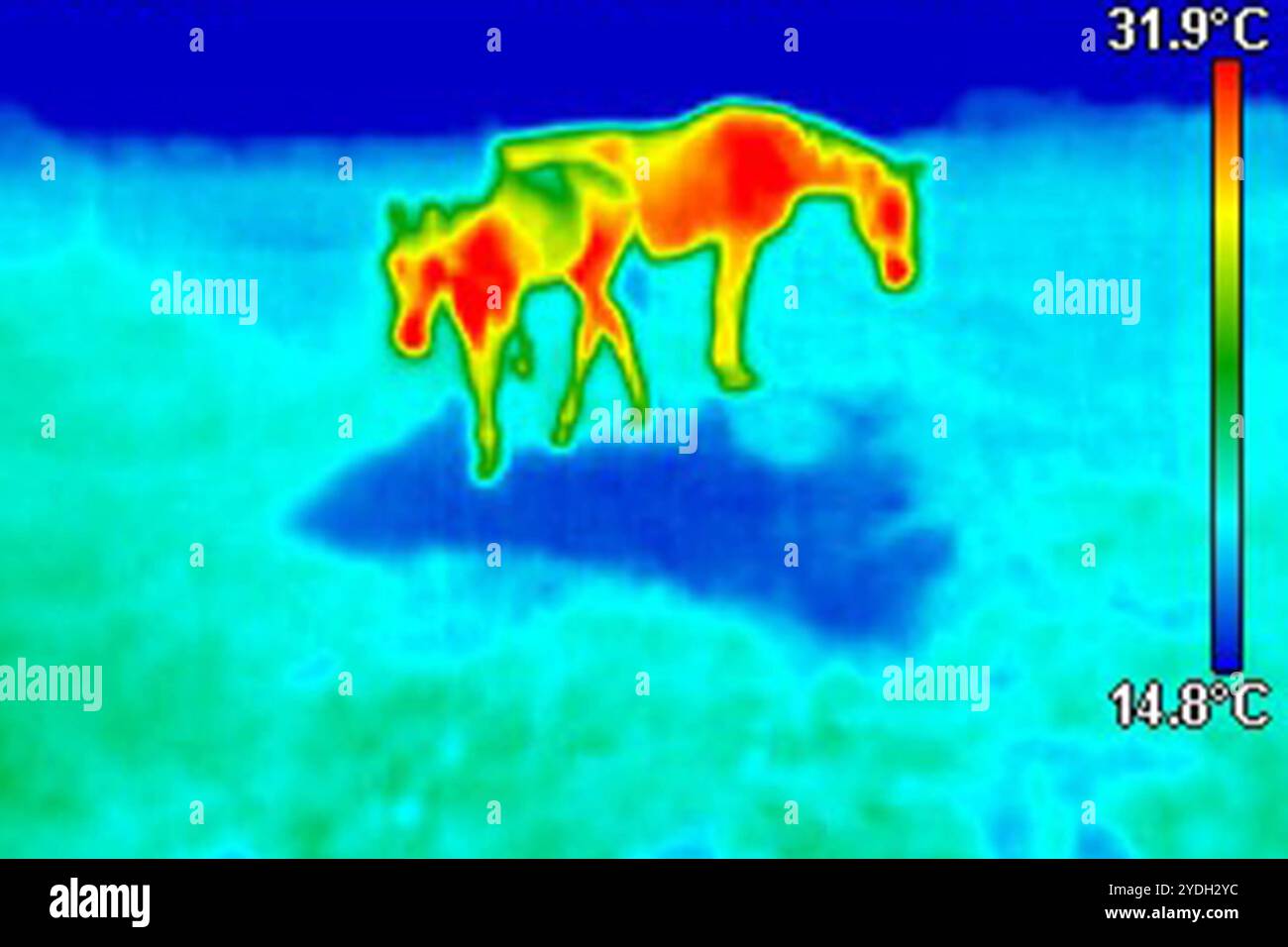 12.10.2024, Goerlsdorf, Brandenburg, DE - Waermebild von Stute und Fohlen auf einer Koppel. Waermebild, Thermografie, Temperaturen, Temperaturunterschiede, farbig, Bunt, Messverfahren, Thermomessung, Temperaturmessung, warm, kalt, Waerme, KAELTE, Infrarot, Infrarotmessung, Infrarotbild, Thermobild, Pferde, Stute, Fohlen, Infrarotwaerme, Waermestrahlung, Waermeabstrahlung, Waermemuster, thermophysiologische Bildgebung, thermophysiologisches Bild, Durchblutung, Thermographie, thermografisch, thermographisch, Oberflaechentemperatur, Koppel, Weide, Temperaturanzeige, Skala, Temperaturskala 241012 Stockfoto