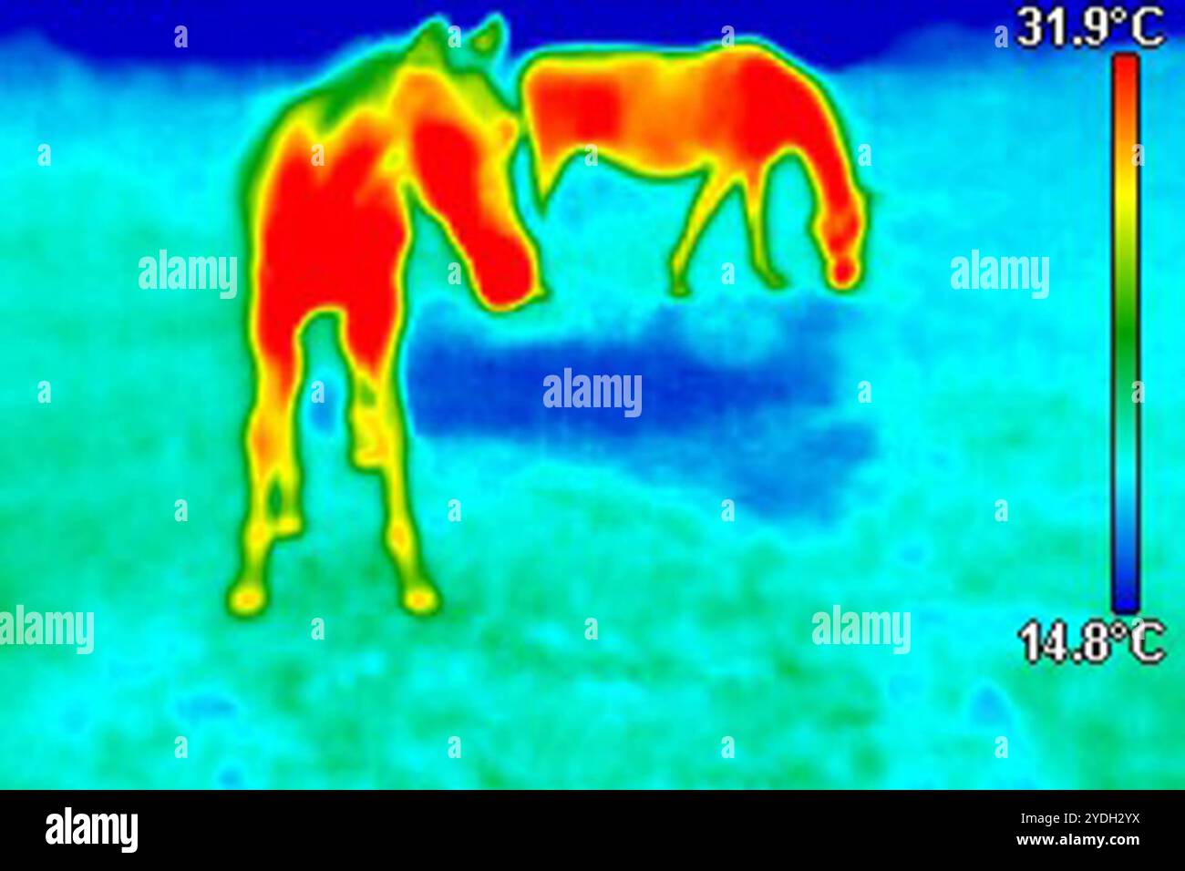12.10.2024, Goerlsdorf, Brandenburg, DE - Waermebild von Stute und Fohlen auf einer Koppel. Waermebild, Thermografie, Temperaturen, Temperaturunterschiede, farbig, Bunt, Messverfahren, Thermomessung, Temperaturmessung, warm, kalt, Waerme, KAELTE, Infrarot, Infrarotmessung, Infrarotbild, Thermobild, Pferde, Stute, Fohlen, Infrarotwaerme, Waermestrahlung, Waermeabstrahlung, Waermemuster, thermophysiologische Bildgebung, thermophysiologisches Bild, Durchblutung, Thermographie, thermografisch, thermographisch, Oberflaechentemperatur, Koppel, Weide, Temperaturanzeige, Skala, Temperaturskala 241012 Stockfoto