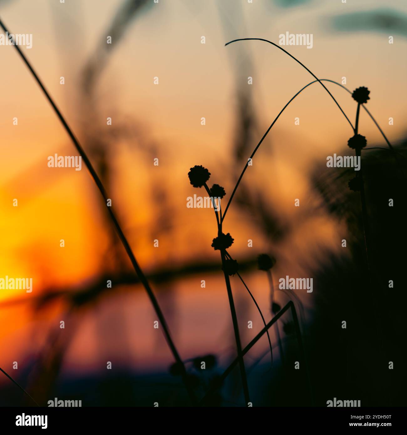 Wildes Gras auf einem Feld bei Sonnenuntergang im Sommer. Stockfoto