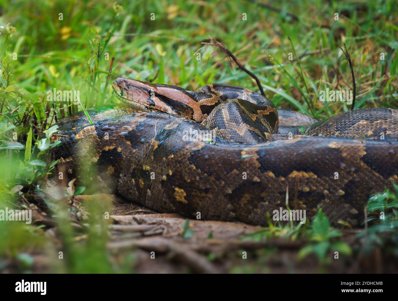 Der indische Python Python molurus ist eine große Schlange, die auf dem indischen Subkontinent und Südostasien beheimatet ist und auch als Schwarzschwanz- oder indischer Fels oder asiatischer Fels Py bezeichnet wird Stockfoto