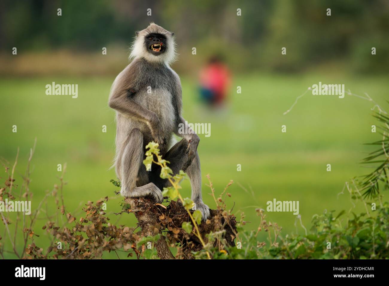 Semnopithecus priam, auch bekannt als Madras Grey und Coromandel Sacred langur, Alte Welt, hauptsächlich ein Blattfressender Affe, der im Südosten gefunden wird Stockfoto